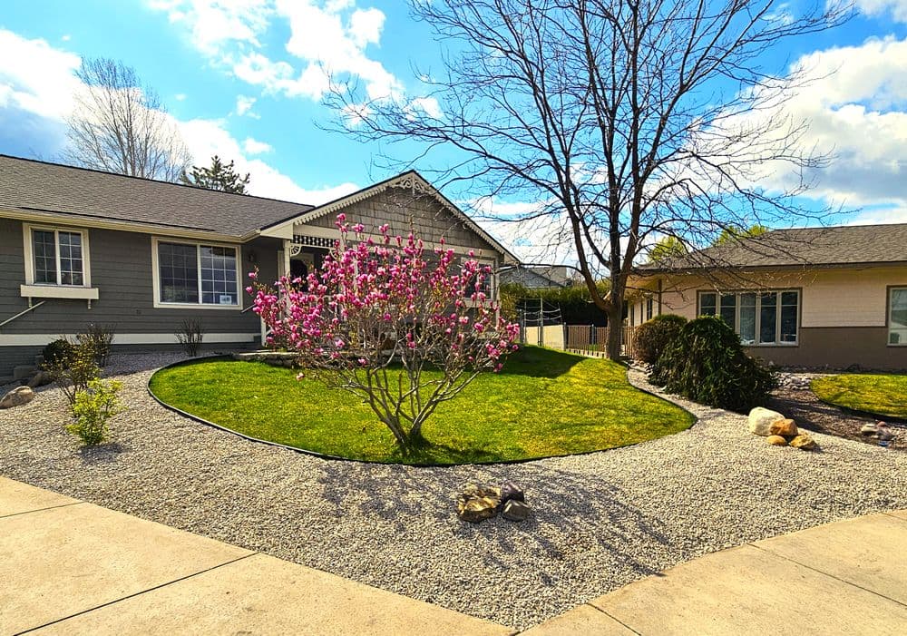 Front yard of a house featuring a blooming magnolia tree and landscaped gravel garden.