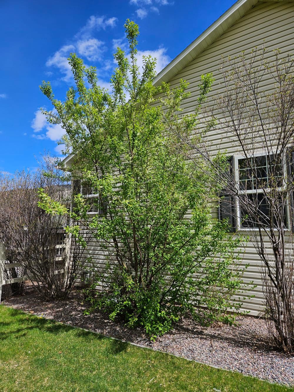 Lush green shrub beside a light-colored house under a blue sky with scattered clouds.