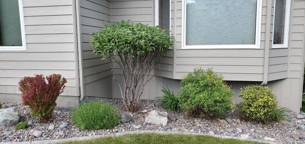 Lush garden with shrubs and colorful plants beside a house's corner.
