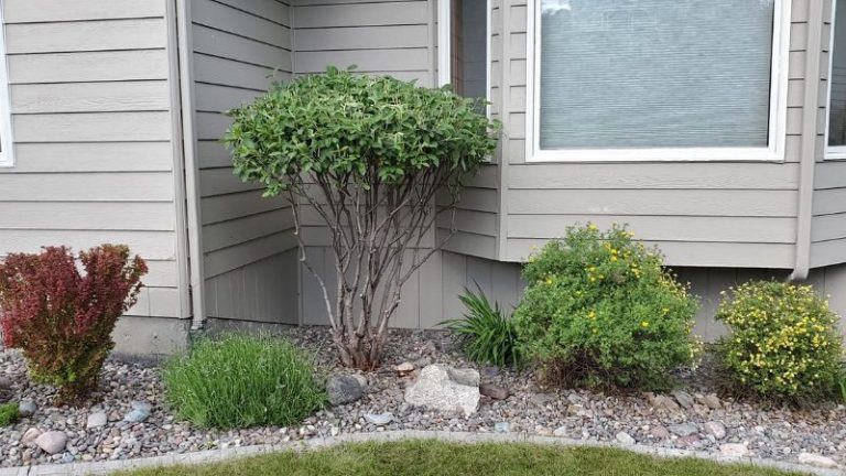 Drought Tolerant Landscaping Or Xeriscaping