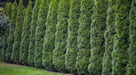 Privacy Hedge Planting